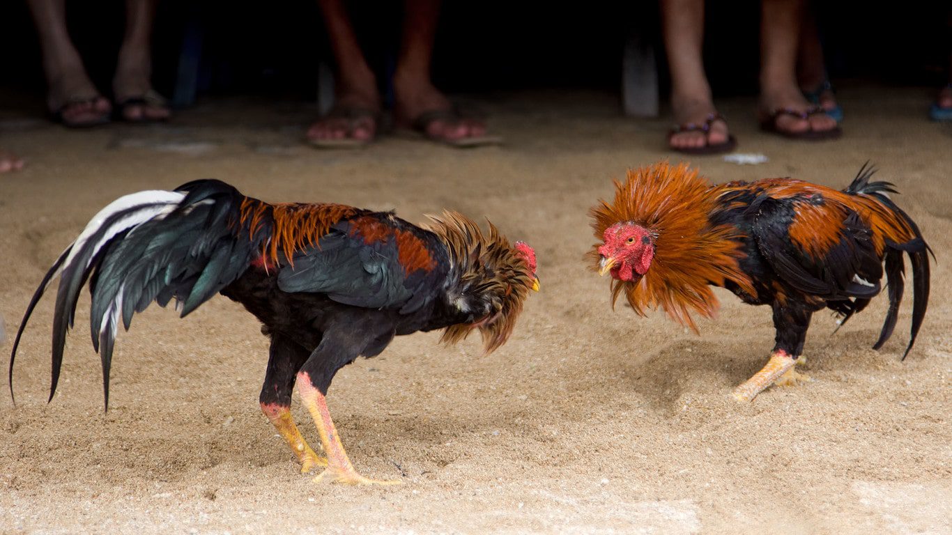 Hidalgo declara las peleas de gallos patrimonio cultural