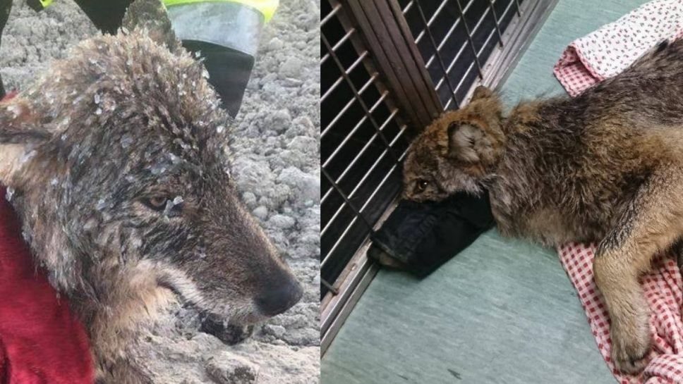 Creían que rescataron un perrito y resultó ser un lobo