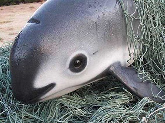 Gobierno de México elimina la zona libre de pesca donde habita la vaquita marina
