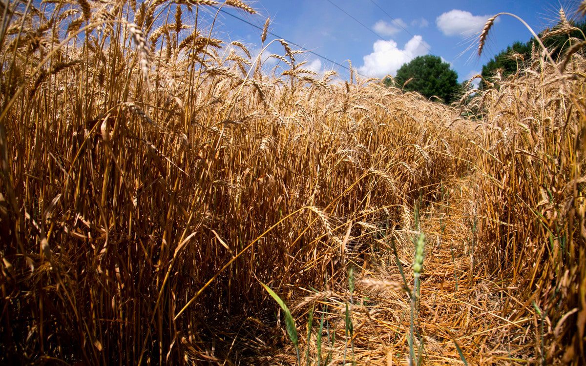 Ola de calor en Estados Unidos arrasa con cultivos de trigo y frutales
