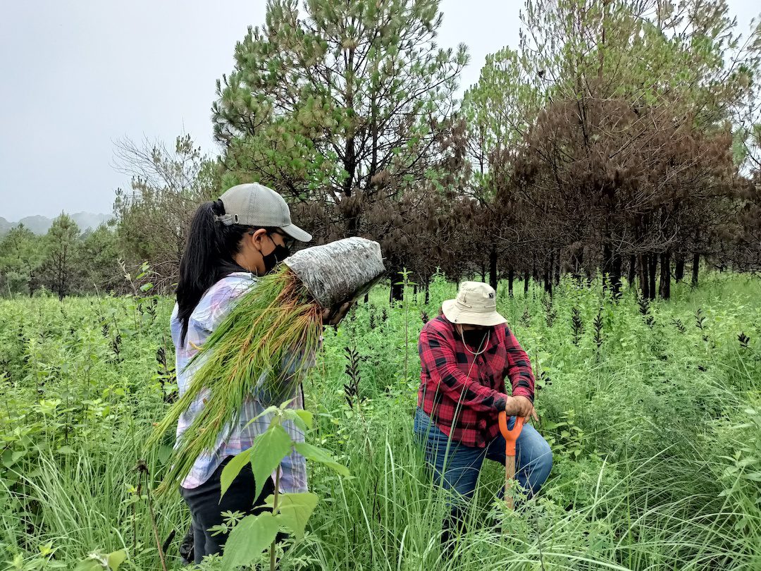 Reforestan Tlalnepantla con mil pinos