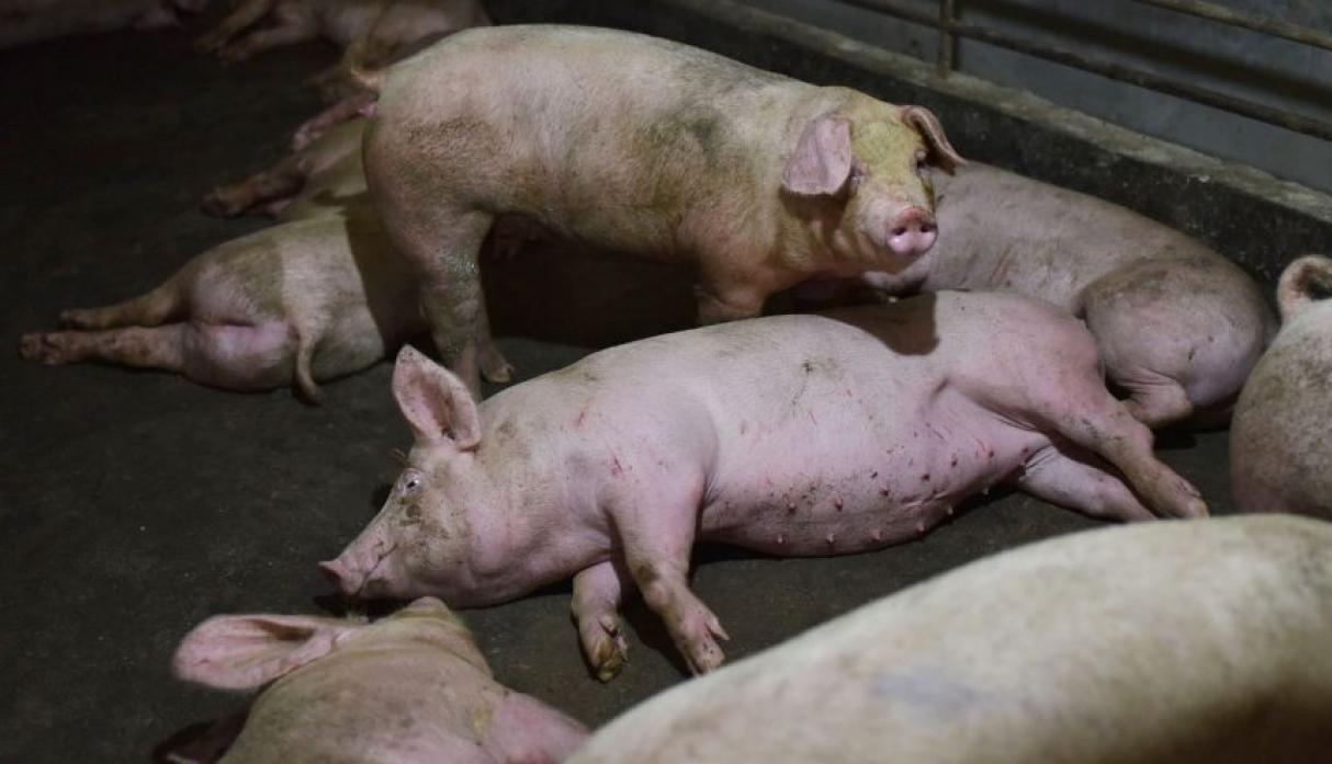 ALERTA en México y Centroamérica por brote de peste porcina africana