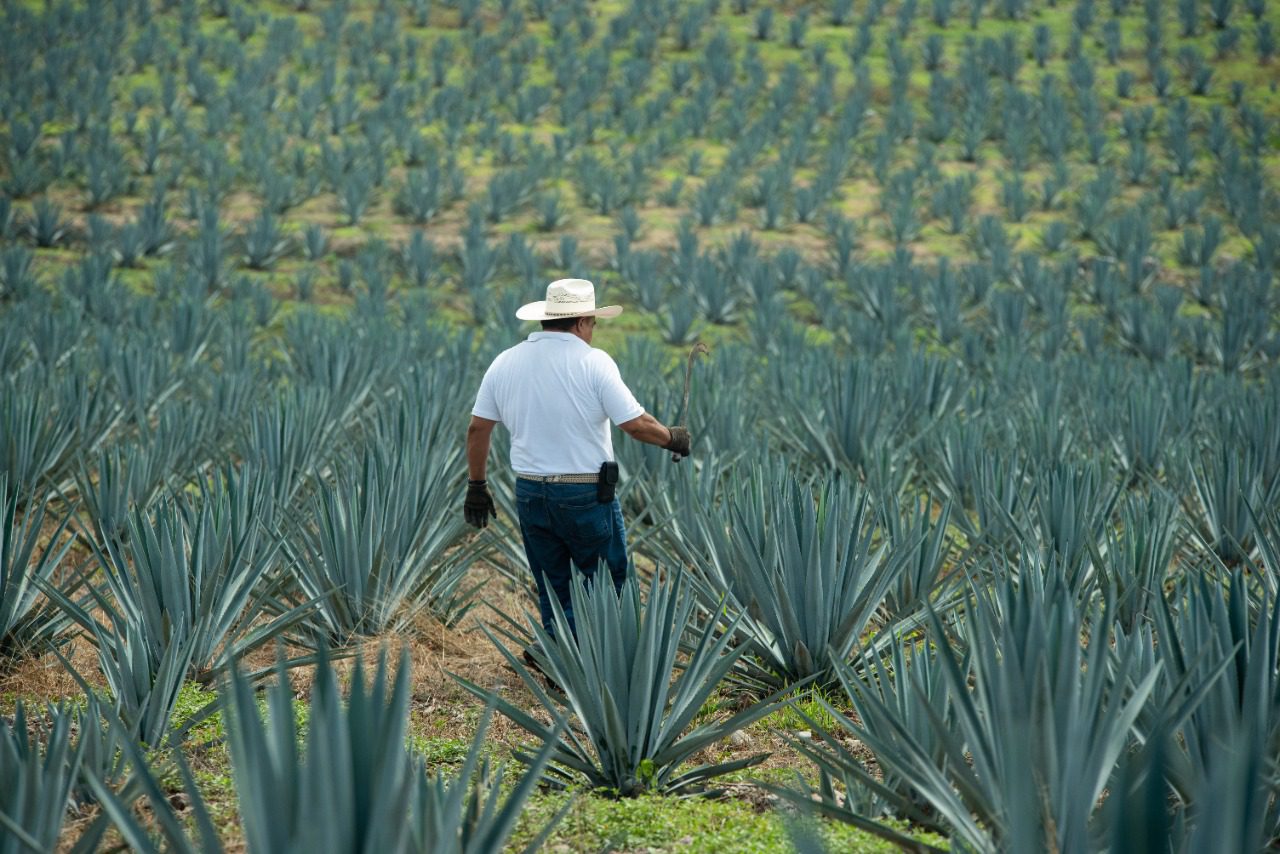 Buscan “Denominación de Origen Mezcal” para los productos del agave de Morelos
