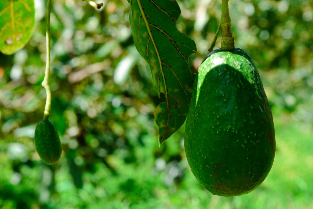 Morelos principal productor y exportador de AGUACATE