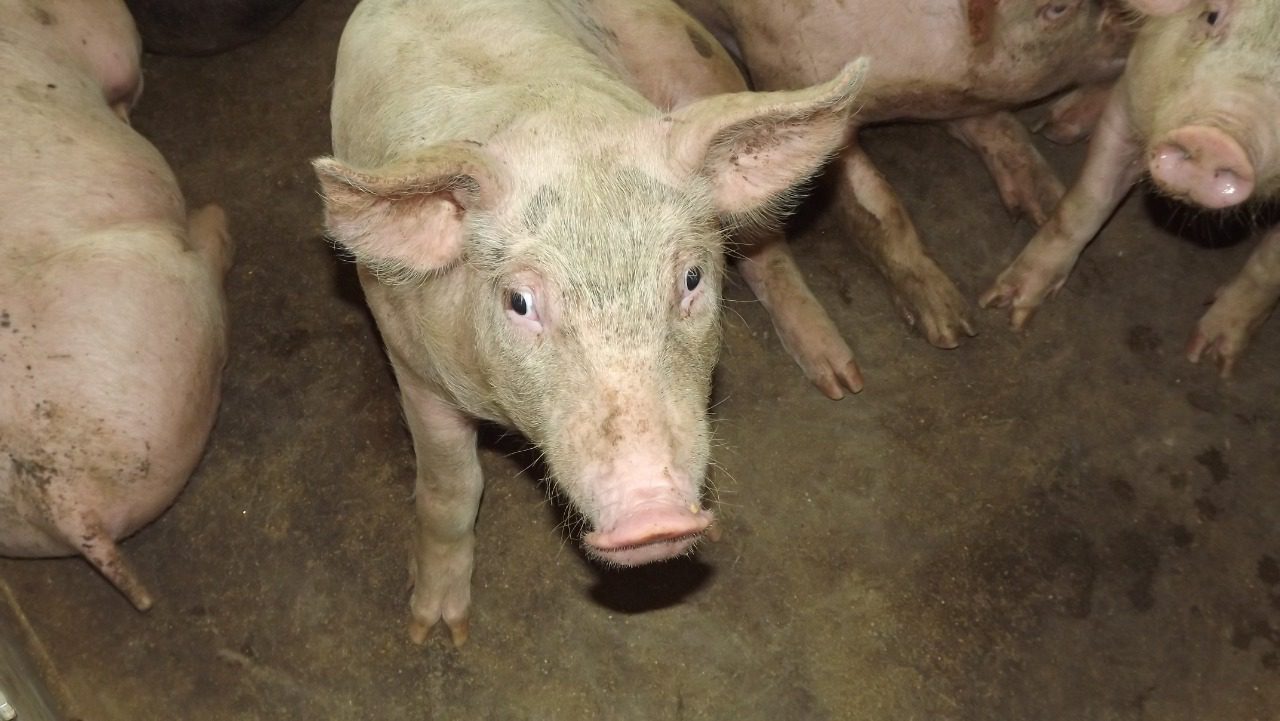 Alertan a productores de Morelos por la Peste Porcina Africana