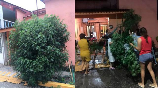 Vecinos se unen para evitar que la policía se lleve su planta comunitaria de MARIHUANA