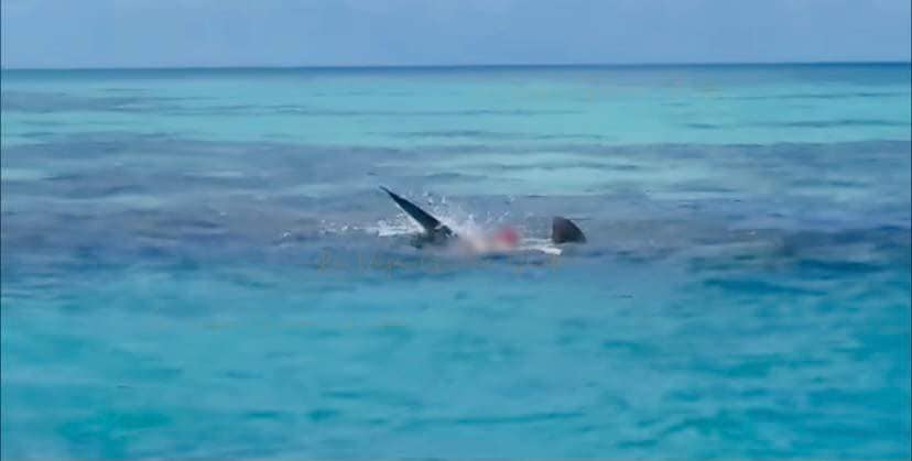 Tiburones devoran un cadáver en Yucatán
