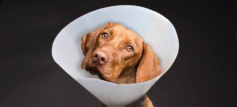 Proponen esterilización GRATUITA para mascotas en Morelos