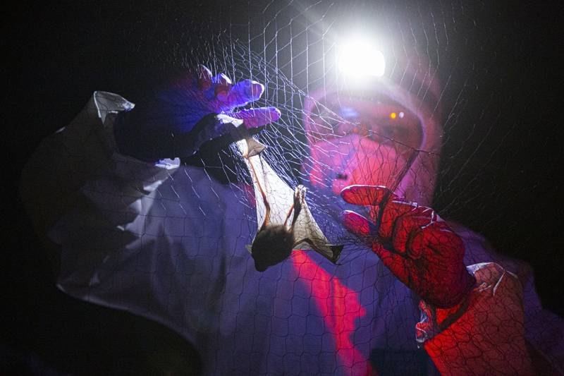 Descubren virus parecido al COVID-19 en murciélagos de Asia