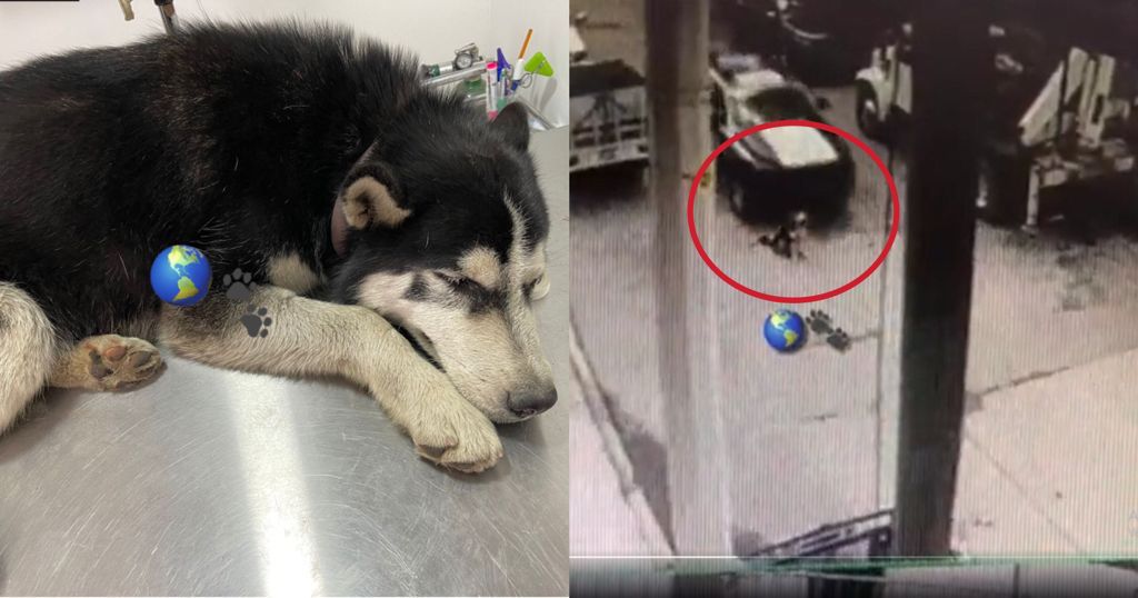 [VIDEO] Policías del Edomex atropellan a perrito y se dan a la fuga