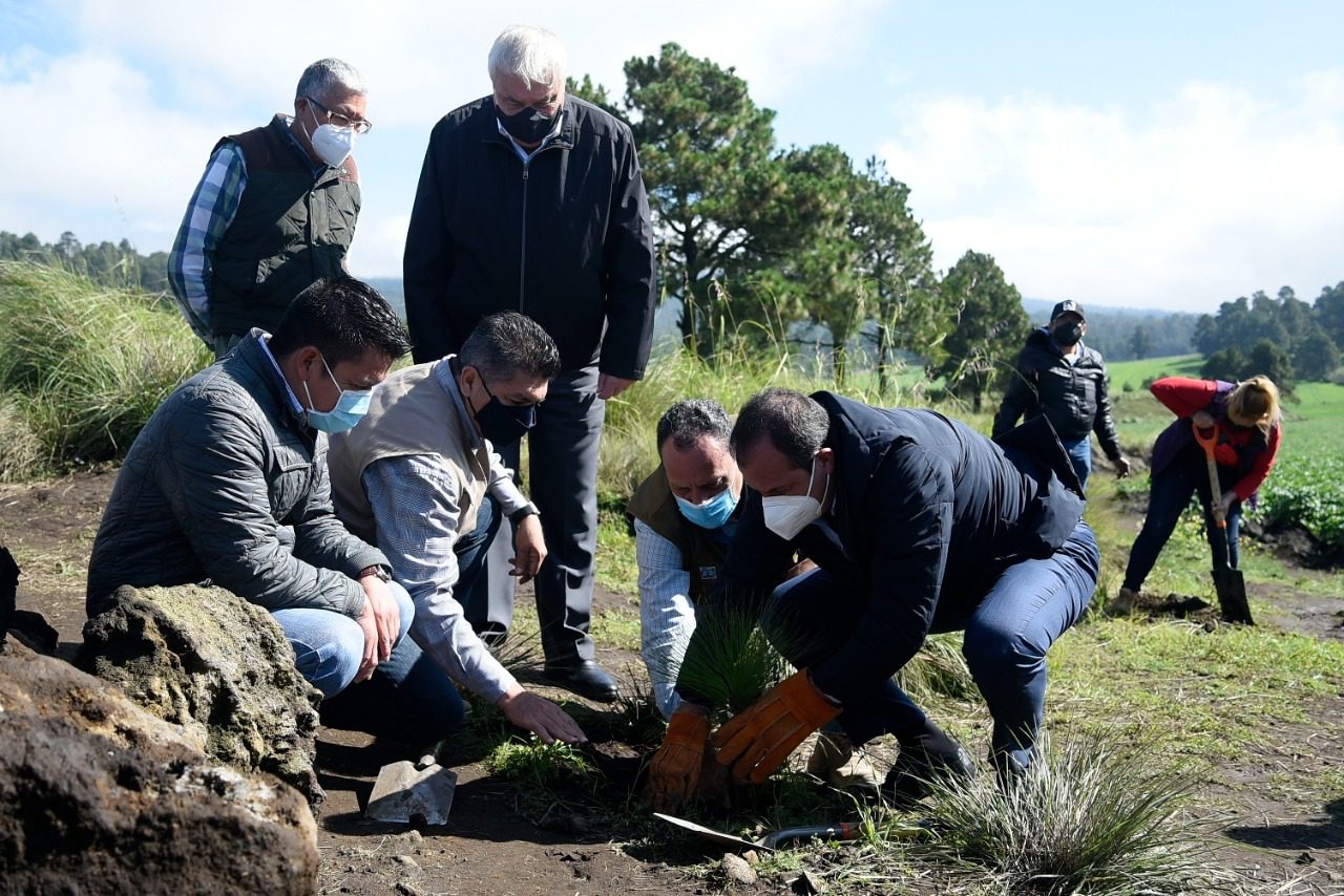 Sembraron 120 mil árboles en Morelos por la temporada de reforestación 2021