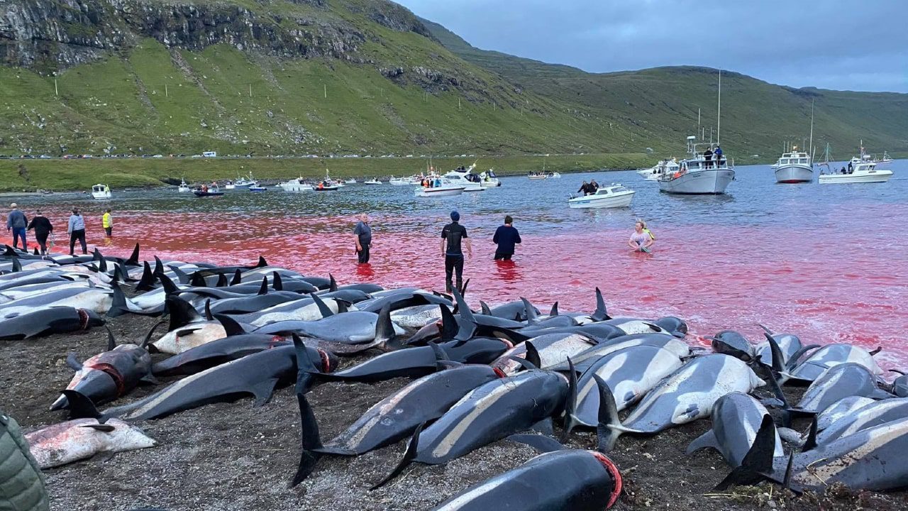 Matan más de mil 400 delfines por caza tradicional en las islas Feroe