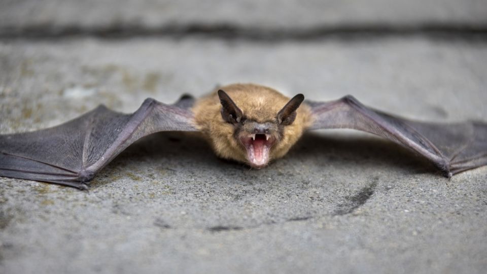 Hombre muere de RABIA HUMANA tras mordida de un murciélago