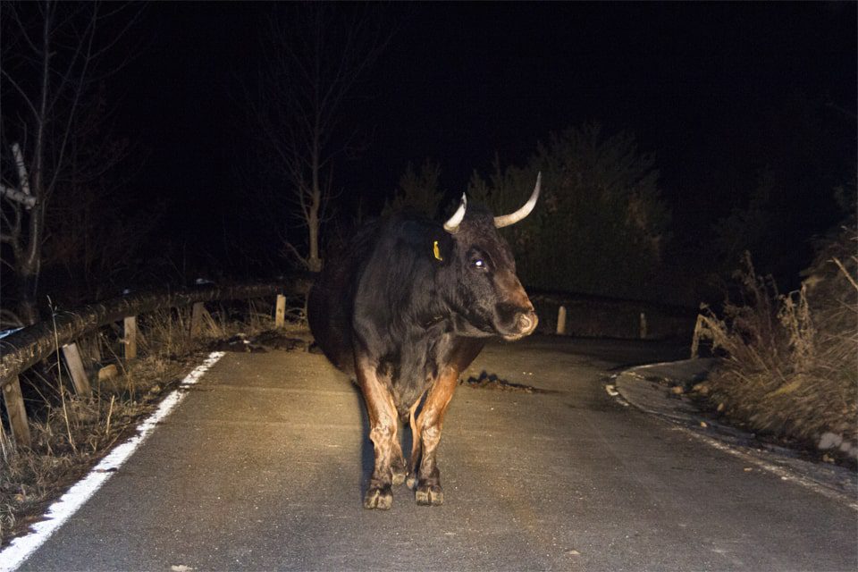 Vaca provoca accidente en carretera, mueren cuatro personas calcinadas