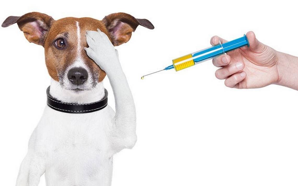 Realizarán jornada de vacunación atirrábica para PERROS y GATOS en Morelos