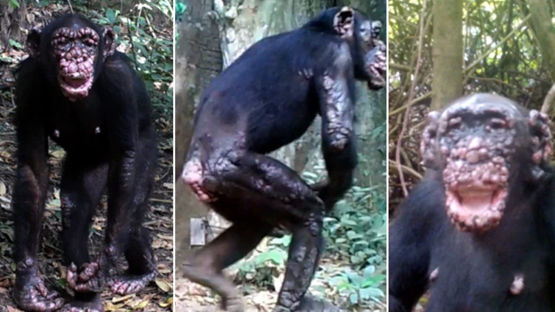 Encuentran por primera vez la lepra en chimpancés salvajes