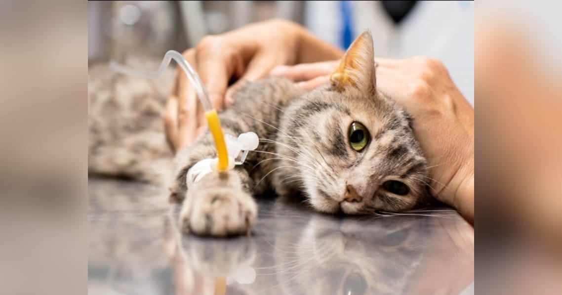 Sacrifican a gatos contagiados de COVID-19 en China