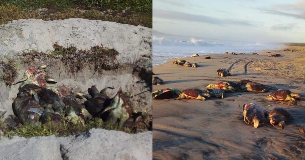 ¡Lamentable! Encuentran al menos 300 tortugas muertas en la costa de Oaxaca