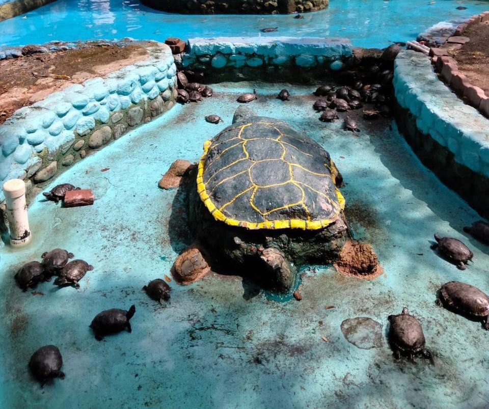 Rehabilitan tortugario del DIF Cuautla