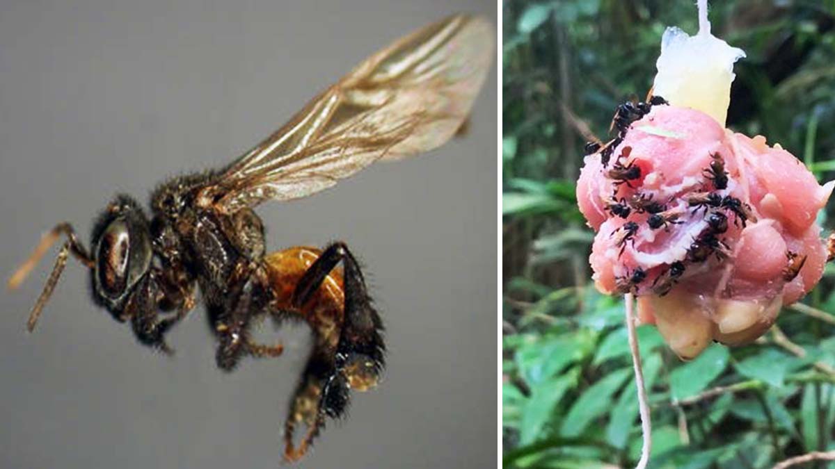 Abeja renuncia a polen por carne podrida 😱