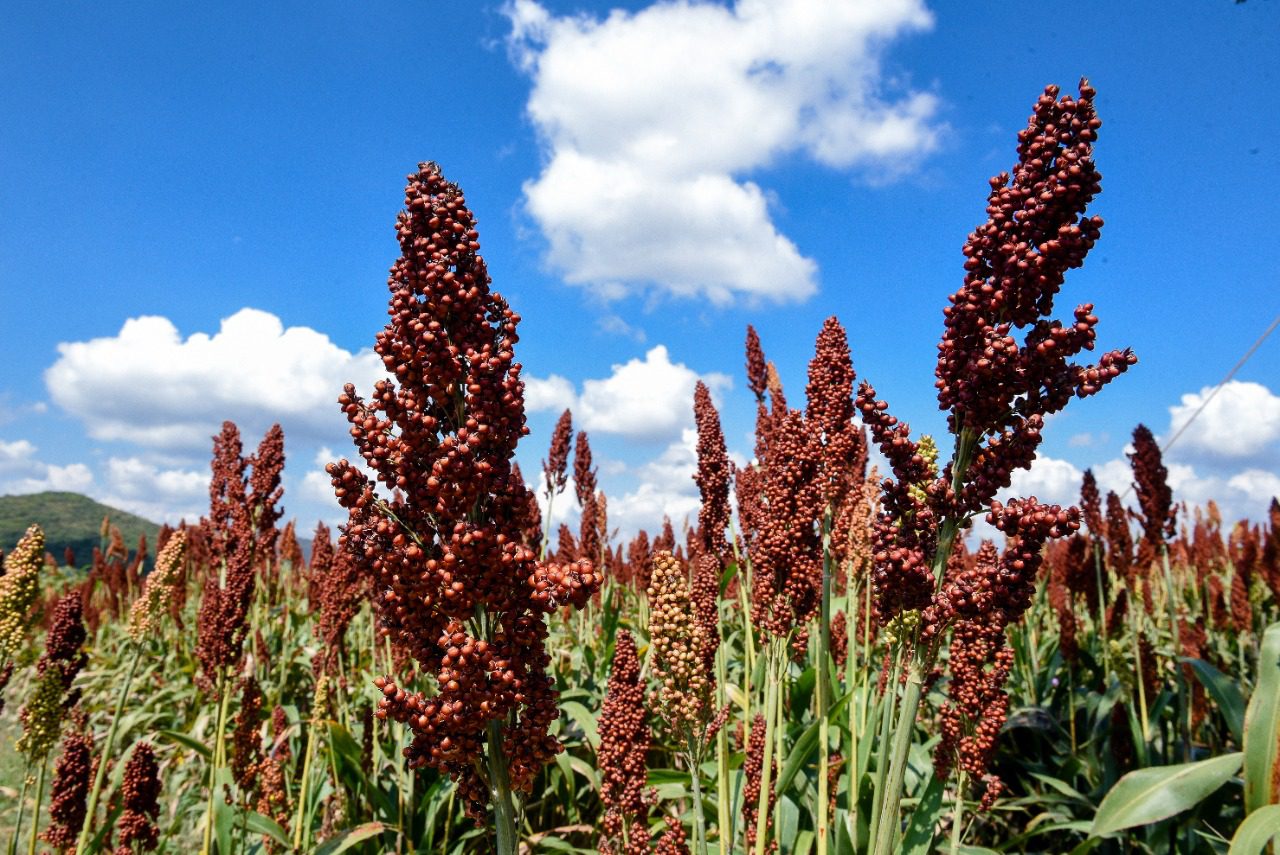 Ya inició la trilla de sorgo y maíz en Morelos