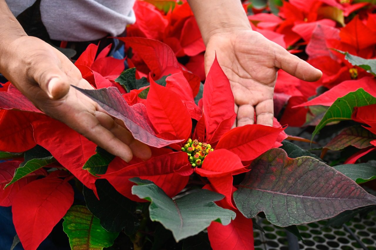 Destacan a Morelos como principal productor de Nochebuena en México