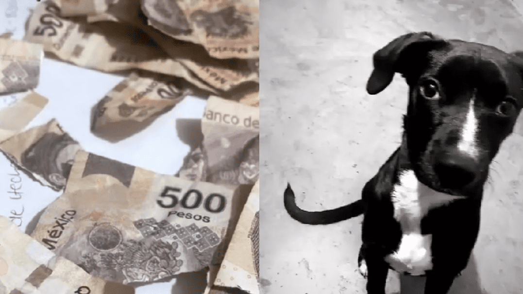 [VIDEO] Perrito detroza miles de pesos en billetes de 500