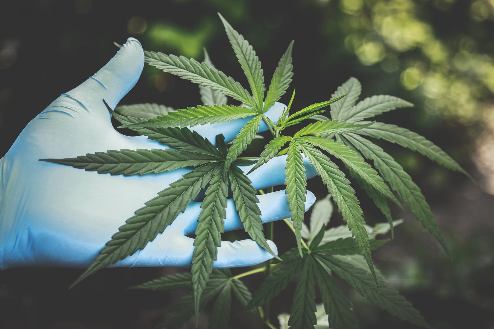 El uso terapéutico de la marihuana podría prevenir contagios de COVID-19, reveló un estudio.