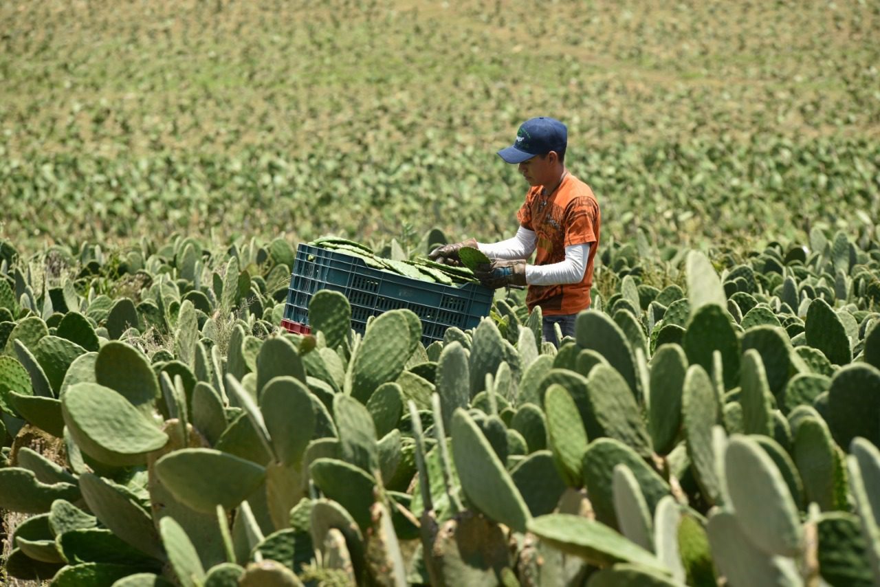 Destacan apoyo crediticio a productores del campo en Morelos