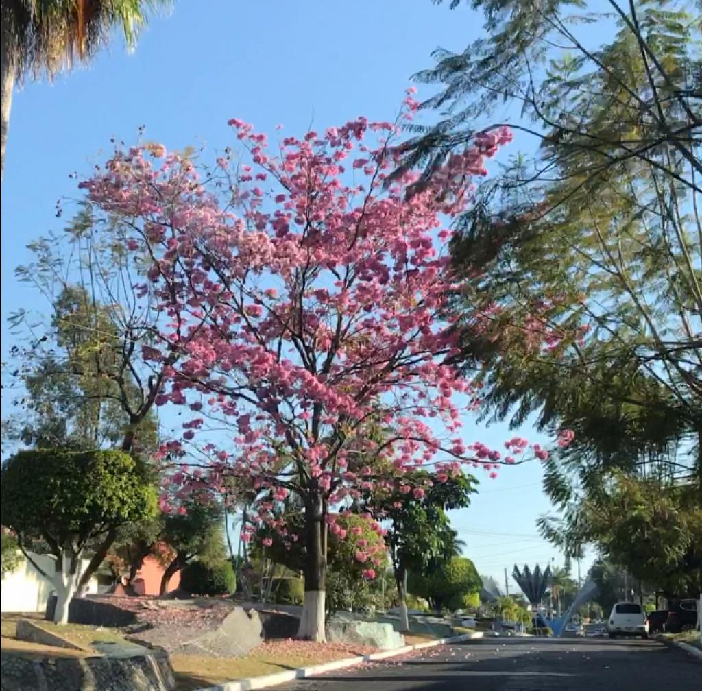 ¡Ya se siente la primavera en Morelos! pronostican semana soleada
