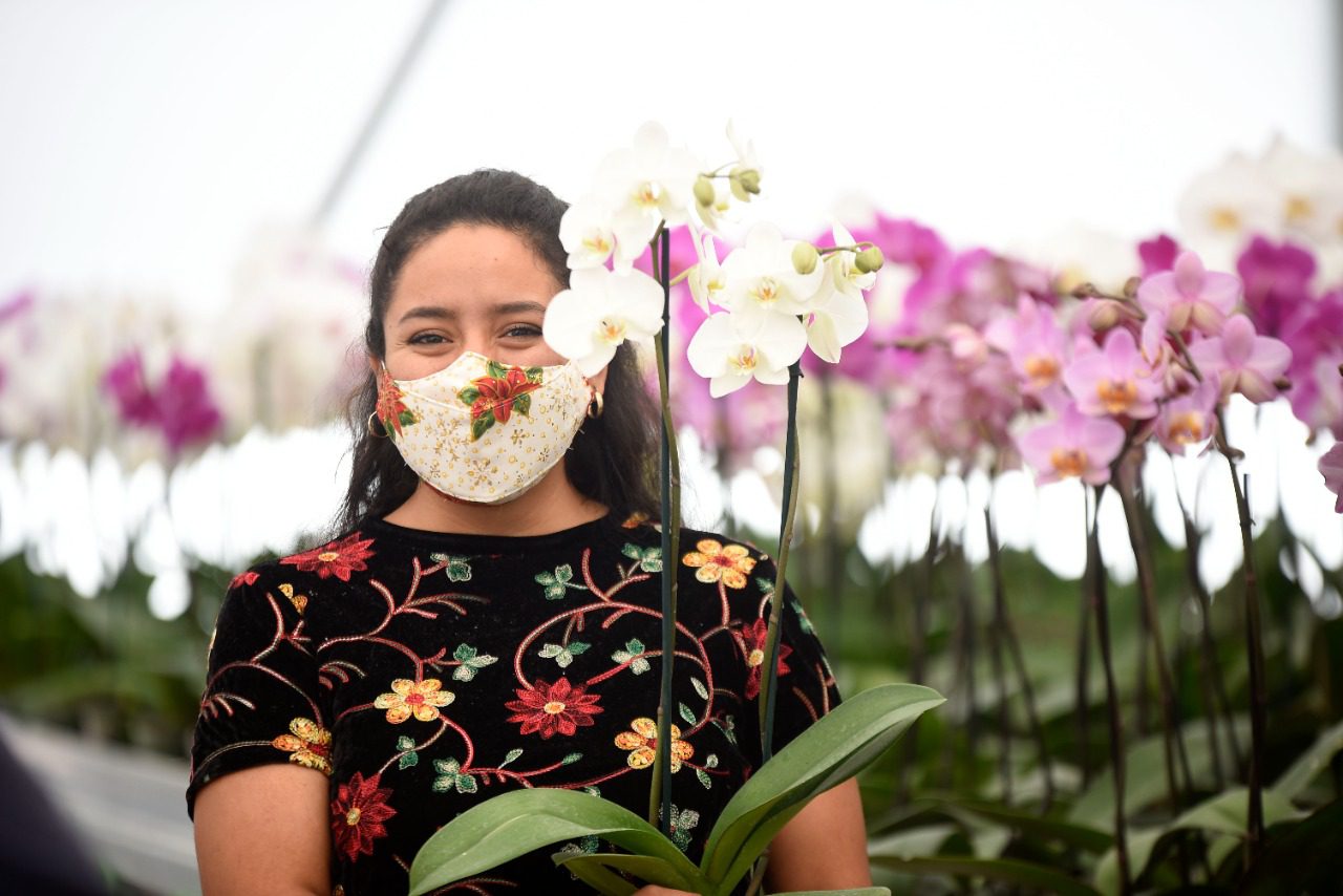 Productores de orquídeas listos para venta del 14 de febrero en Morelos