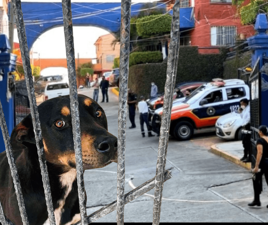 ¡NO FUE UN PITBULL! el que mató a una joven en Cuernavaca