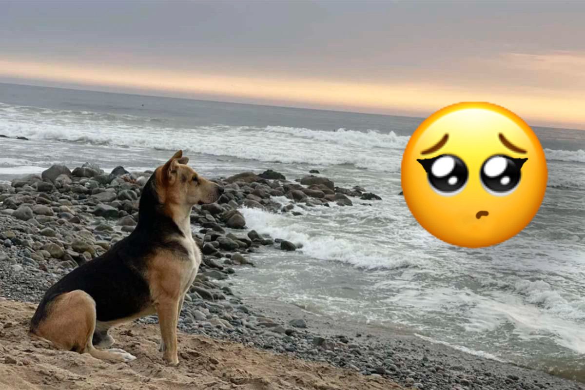 Perrito espera sentado a las orillas del mar a su dueño fallecido