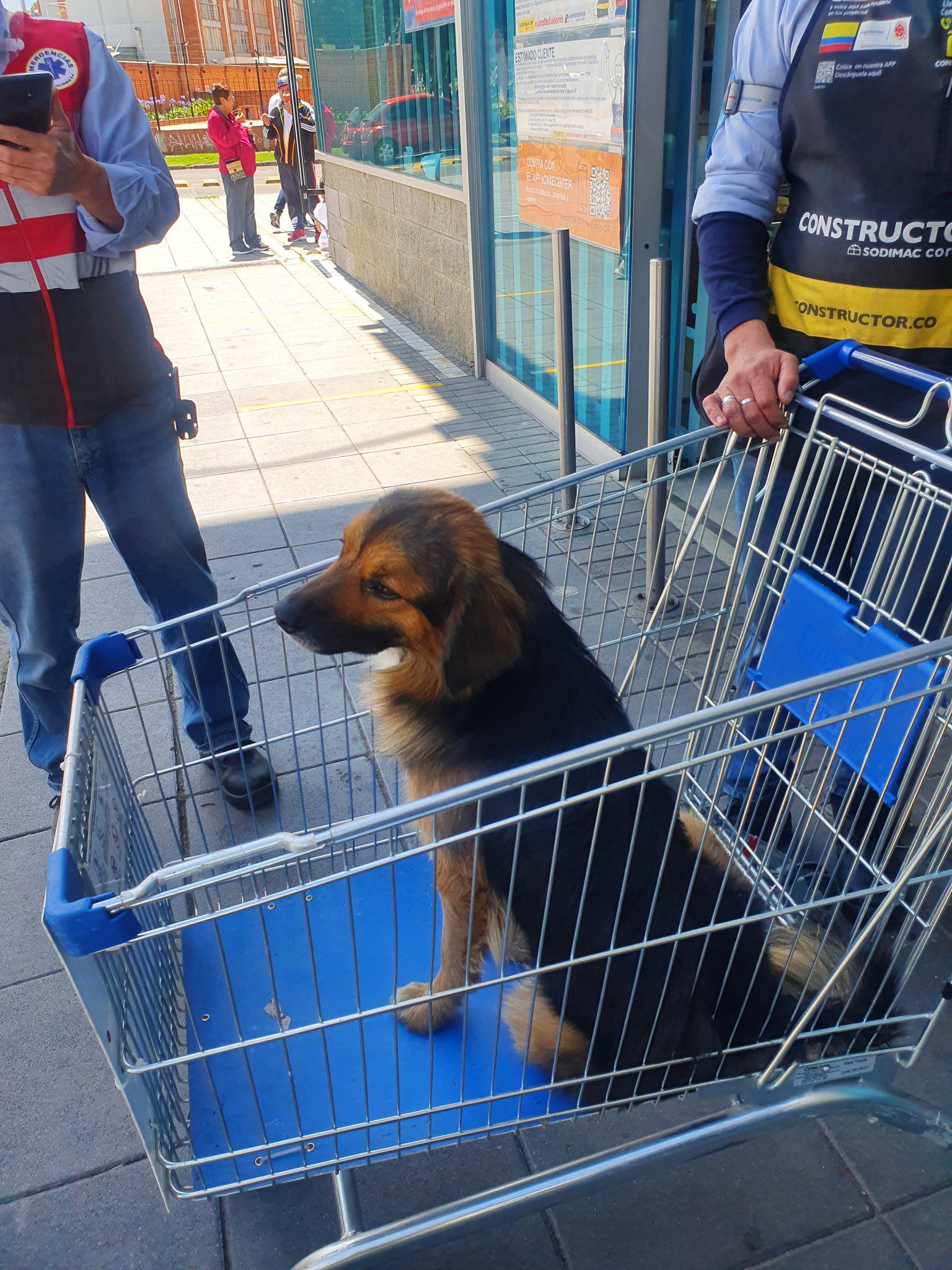 Abandonan a perrito en un carro de supermercado