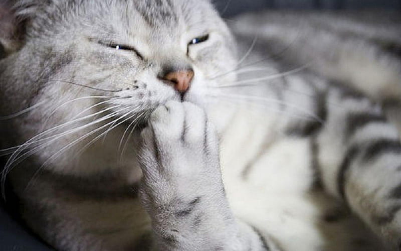 Gatito