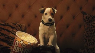 Perro en el cine