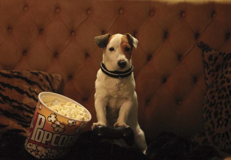 Perro en el cine
