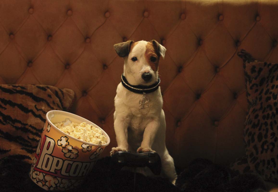 Perro en el cine