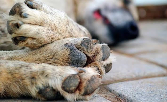 Hombre se suicida porque envenenaron a sus mascotas