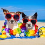 Mascotas vacaciones