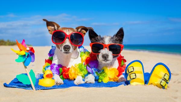 Mascotas vacaciones