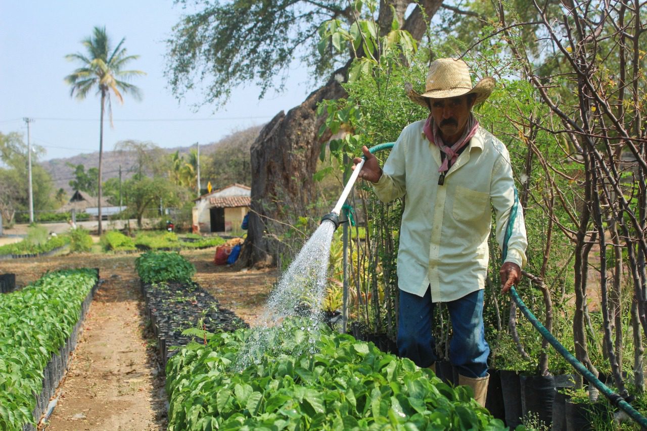 ¡Árboles gratis! Convocan a solicitar árboles para que familias de Morelos los planten y cuiden