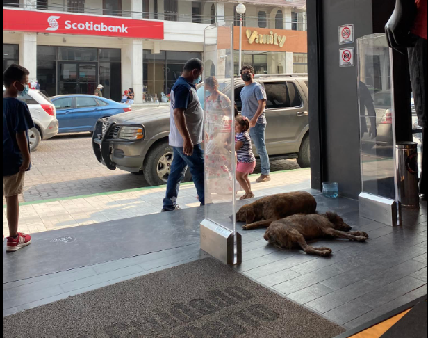 Empleados dejan a perros callejeros refrescarse en una tienda de ropa -  Infórmate y más