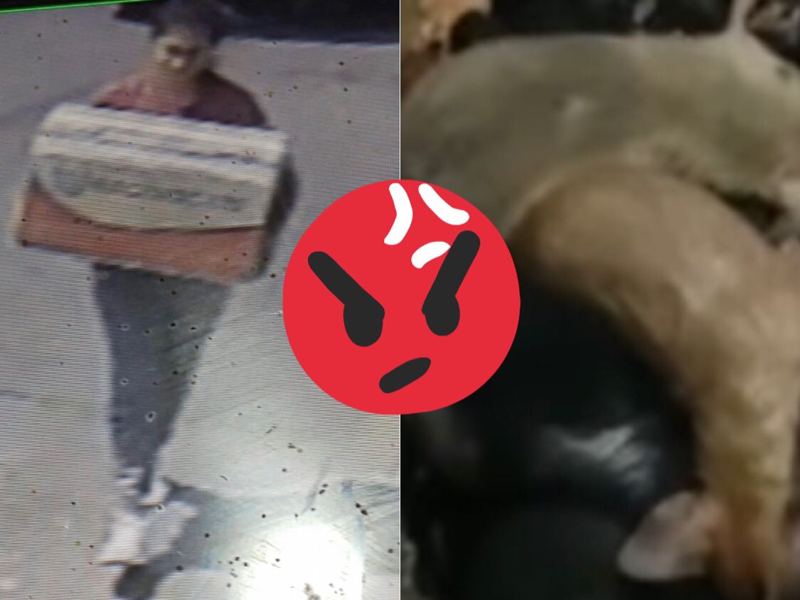 [VIDEO] Cachorros mueren asfixiados en una caja; mujer los abandonó en CDMX