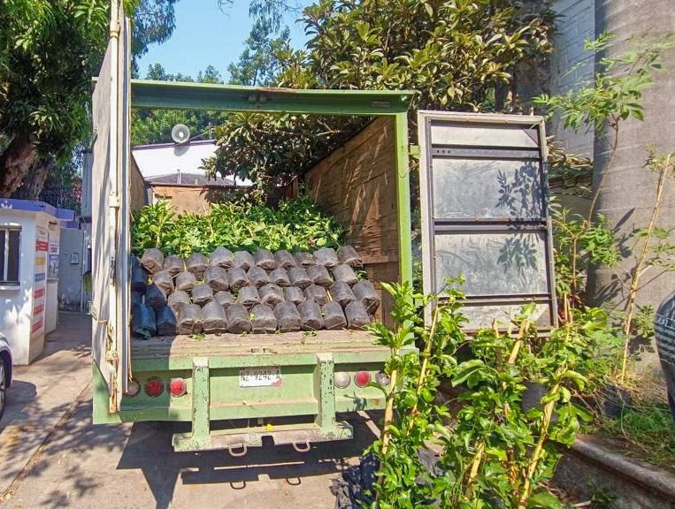 Obligan a infractores por daños al medio ambiente a donar árboles en Morelos