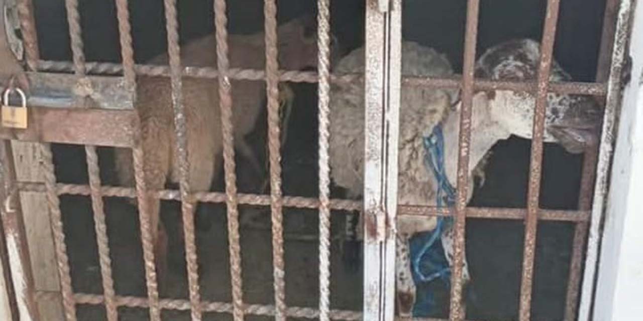 Encarcelan a dos borregos en Oaxaca por pastar en un lugar prohibido