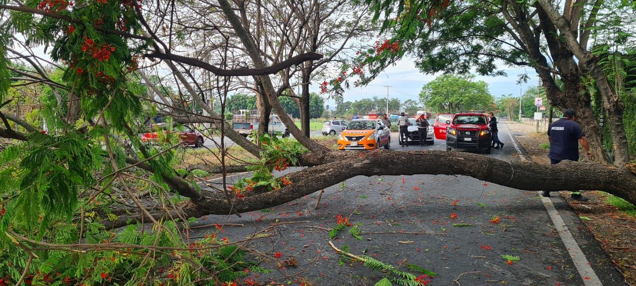 Colapsan 12 árboles por lluvias en Morelos, seguirá clima inestable