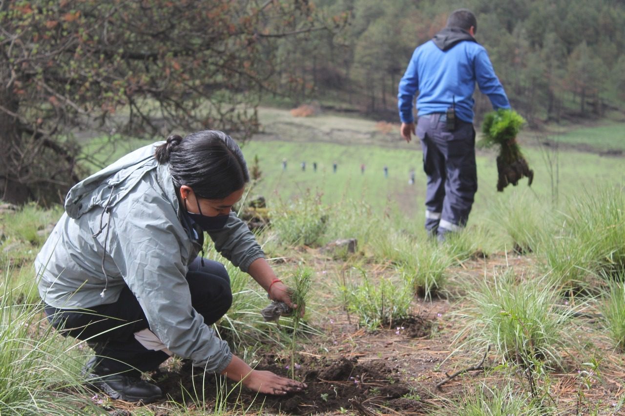 Reforestan el paraje “Media Luna” en Huitzilac