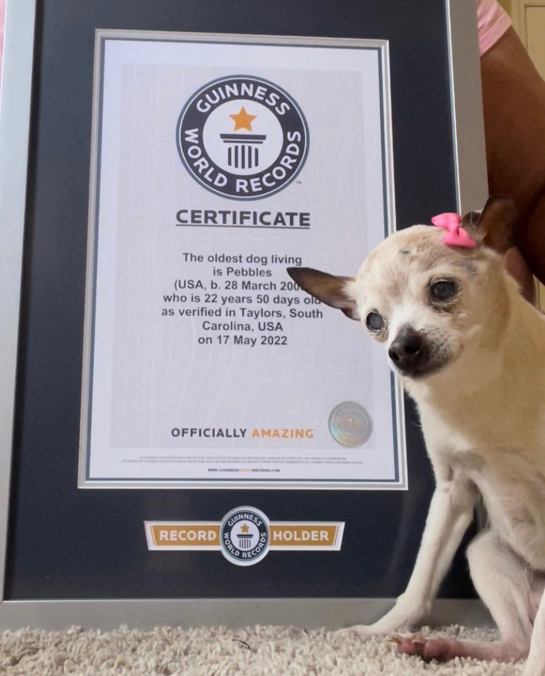 Pebbels ganó el Récord Ginness a la perrita más vieja del mundo