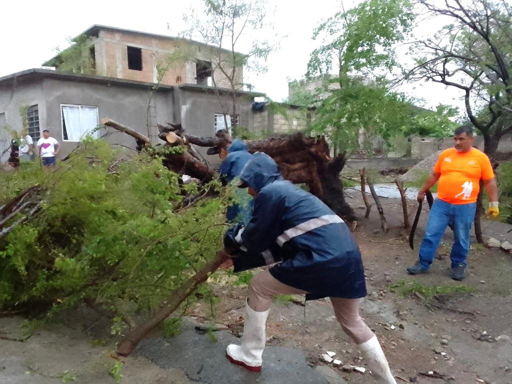 Colapsan 22 árboles por lluvias del domingo y lunes por la tarde en Morelos